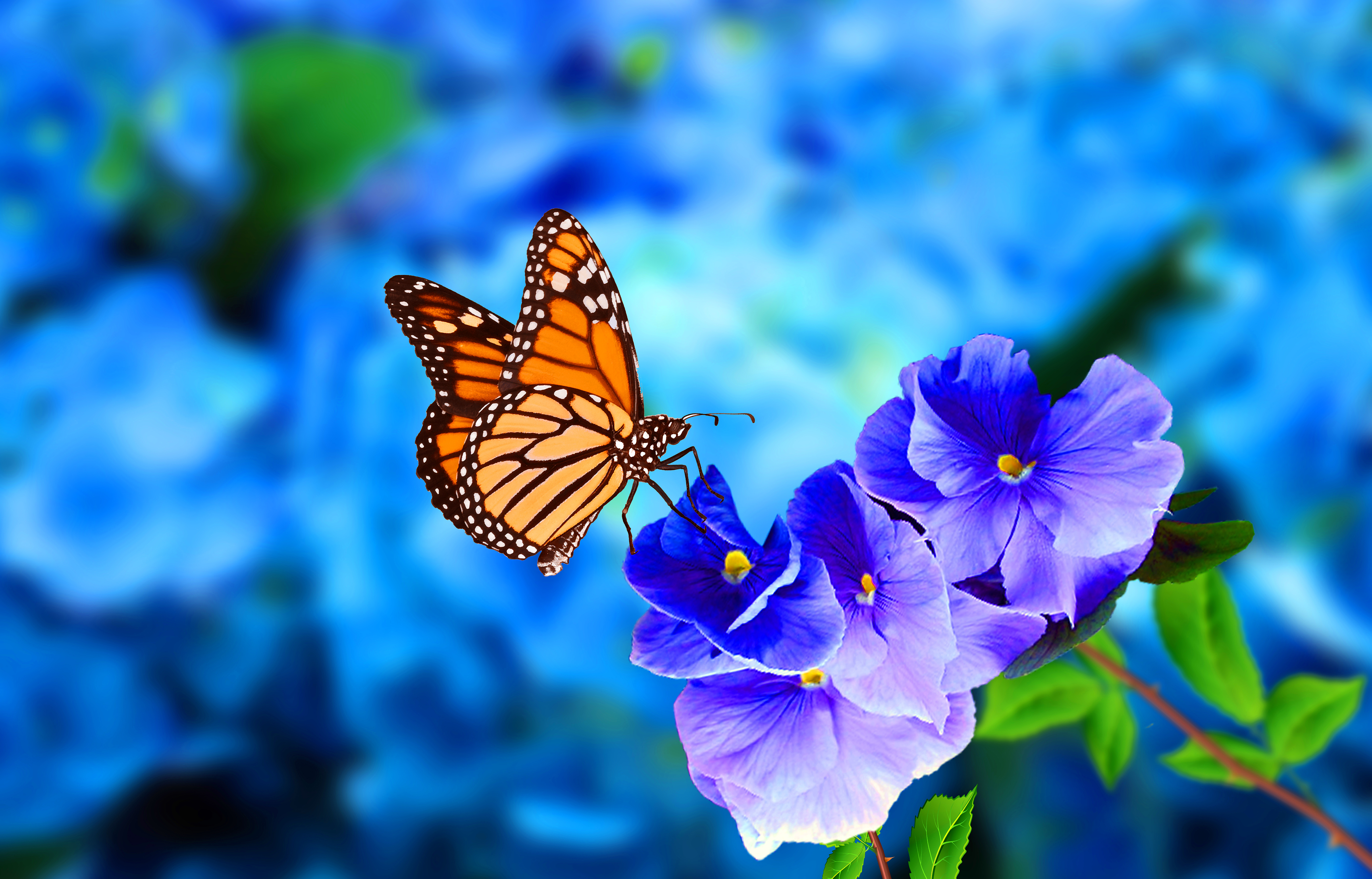 Monarch Butterfly Endangered 